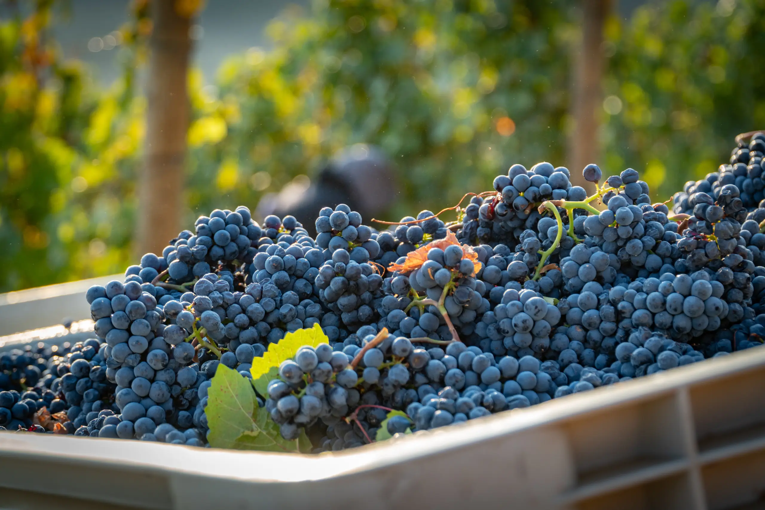 Grape Ingredients (2) Hosh supplies food and beverage manufactures with grape ingredients in nearly every variety and format.