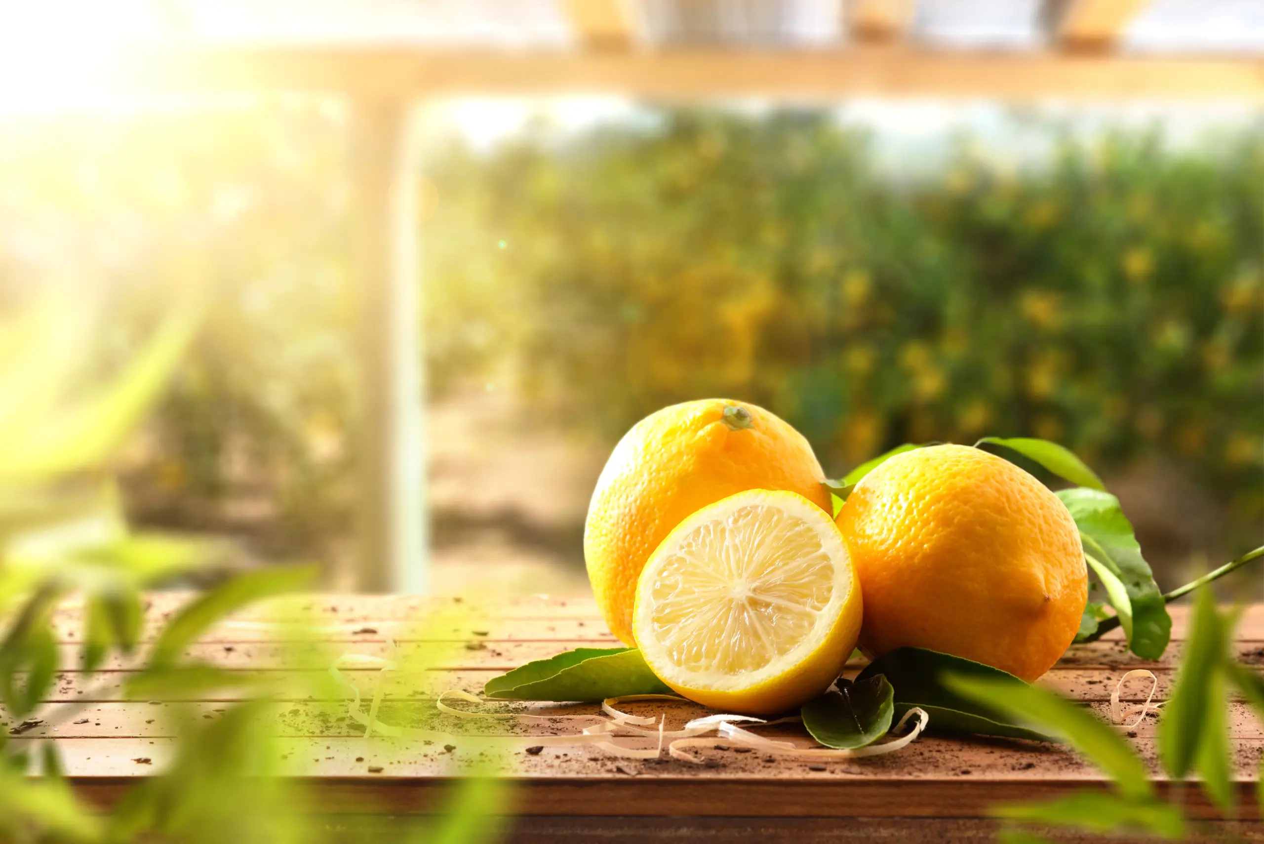 Lemon Ingredients (2) Hosh International sources high-quality lemon ingredients from across the earth's prime growing regions.