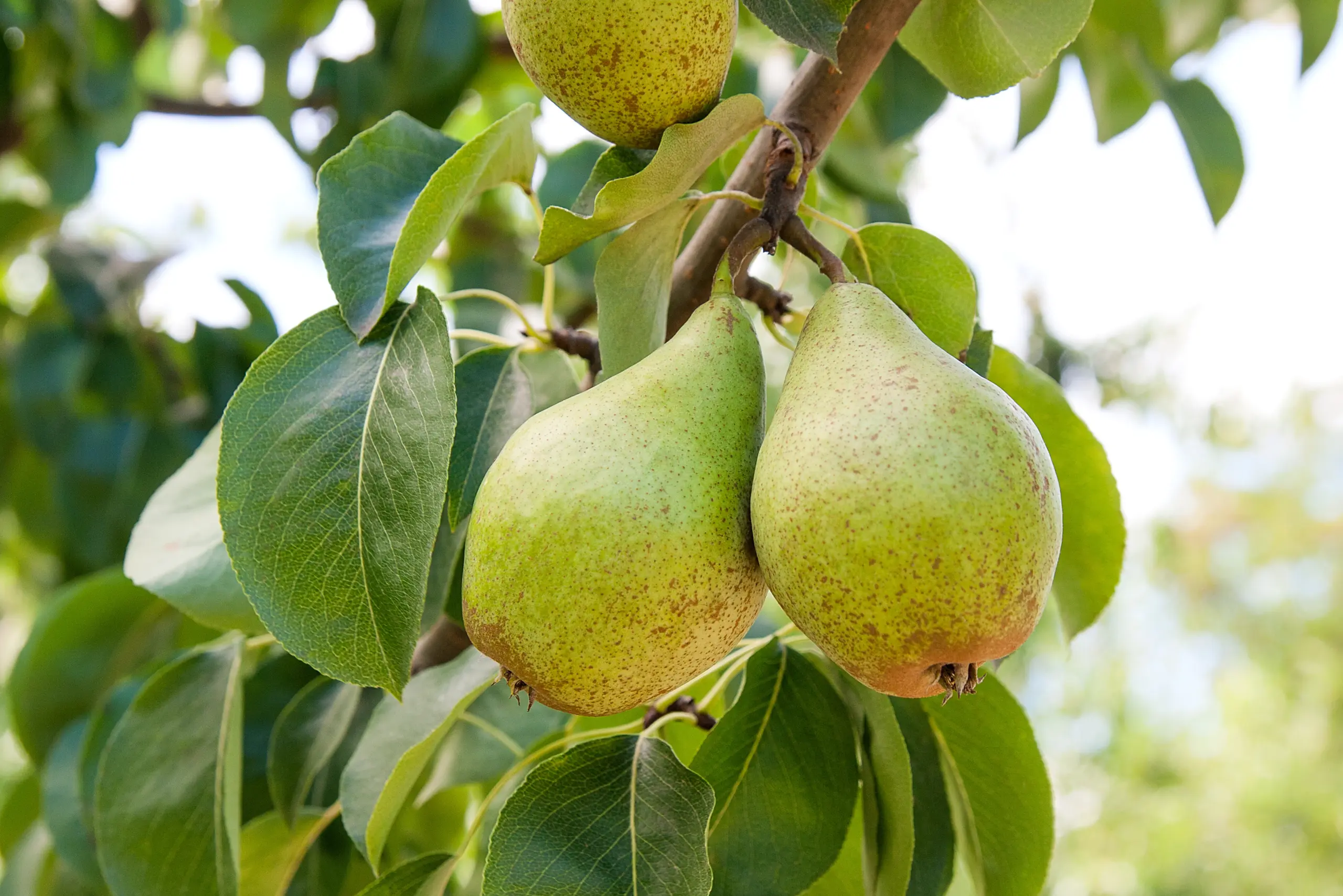 Pear Ingredients (2) Hosh International is a global importer of pear ingredients, and supplies nearly every major food and beverage manufacturer.