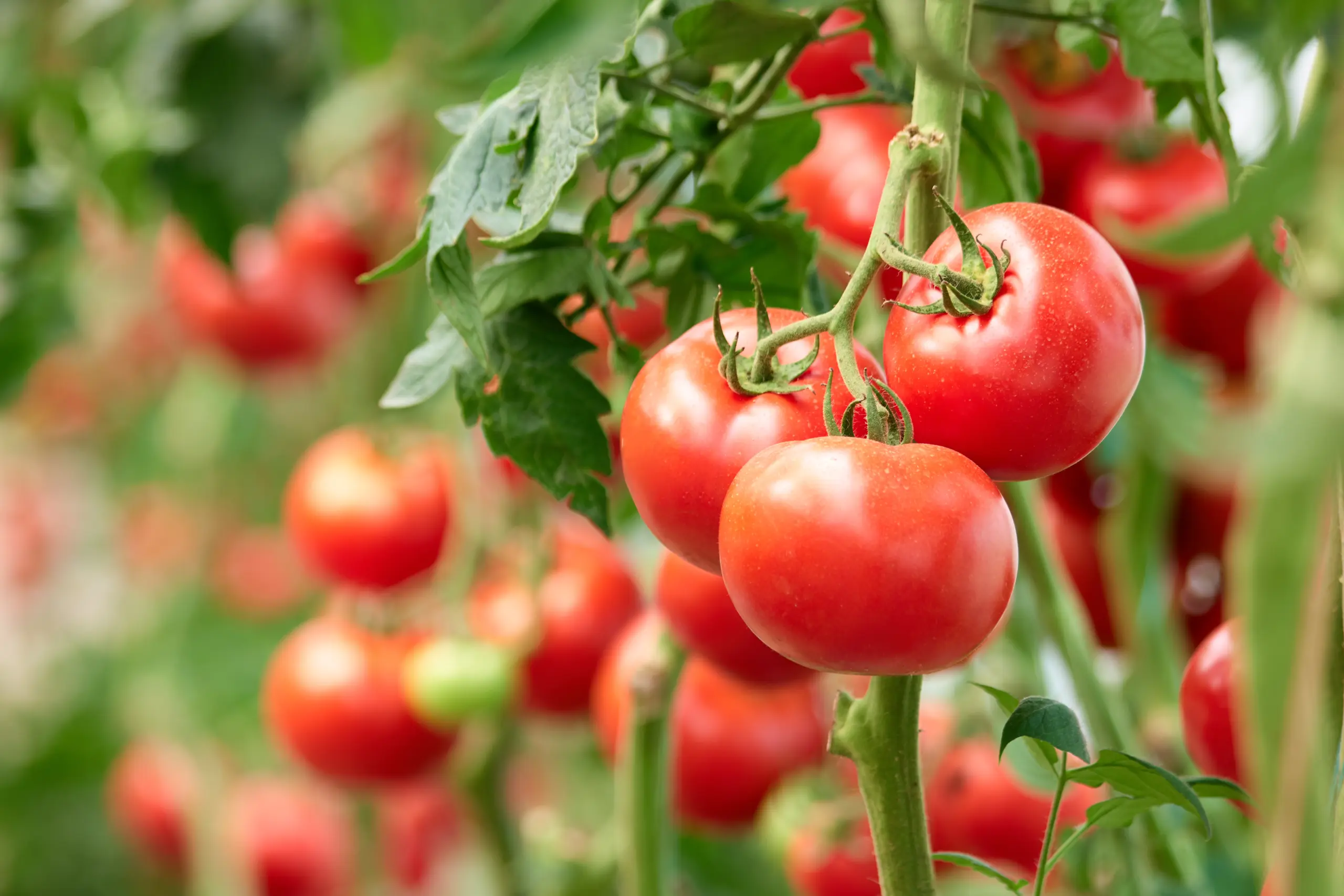 Tomato Ingredients (2) Hosh International supplies nearly every major food and beverage manufacturer across the country with high-quality tomato ingredients.